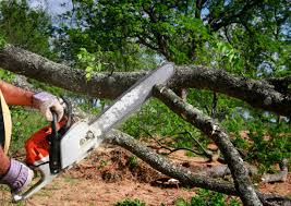 How Our Tree Care Process Works  in Mayfield Heights, OH